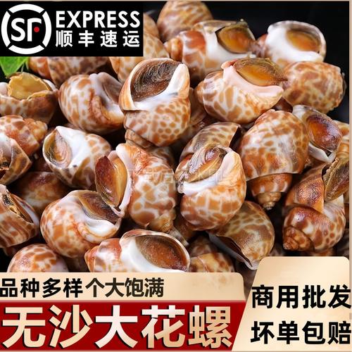 大号鲜活冷冻海螺产品展示图
