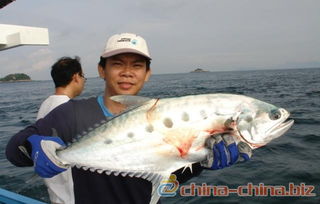 求购高品质冷冻粗加工queenfish及鲜活冷冻水产品 冷链直供，海产优选